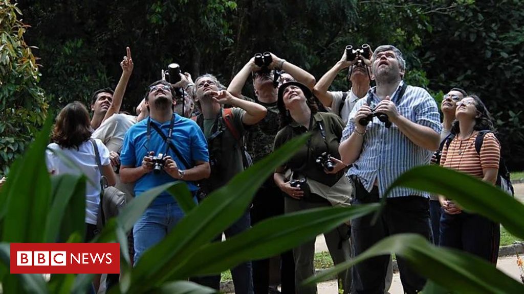'Banho de floresta': como passar mais tempo na natureza pode ajudar a curar a solidão
