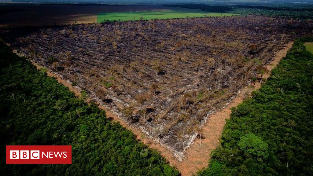 Como 'anistiaço' do MP e governo de MT livrou fazendeiros de pagar indenizações por desmatamento