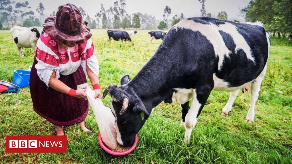 'Ouro bovino': o negócio milionário de venda de cálculos biliares de vacas da América do Sul para a China