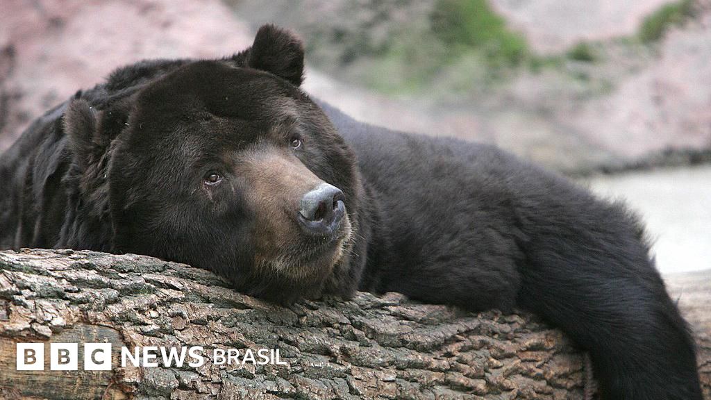 O curioso vínculo entre hibernação animal e envelhecimento — e o que podemos aprender com isso