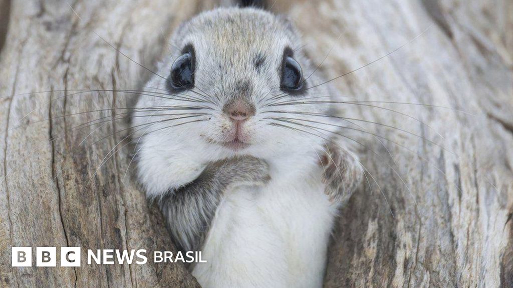 Mamíferos lutam para sobreviver a clima mais quente em novo documentário da BBC