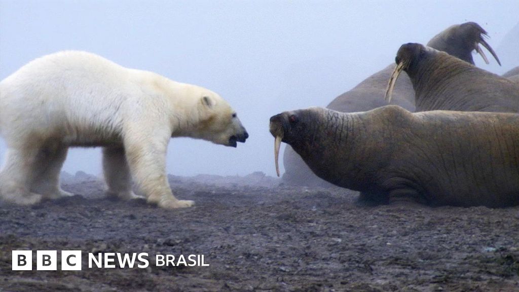 'Batalha de Titãs': o momento em que urso polar ataca grupo de morsas