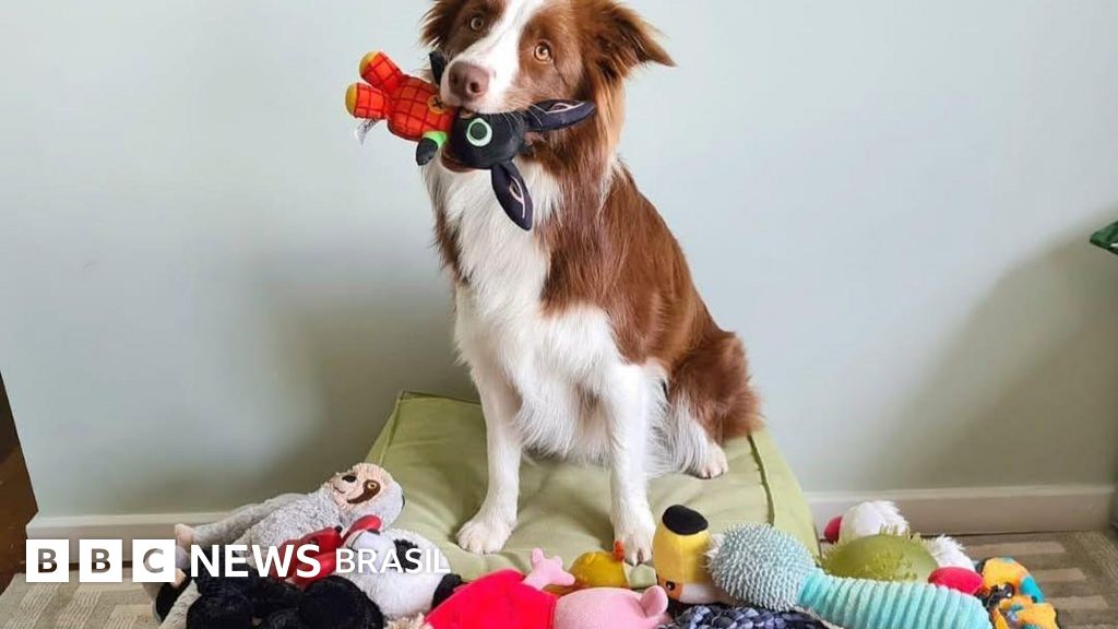 Cachorra 'superdotada'? A border collie brasileira que sabe 200 palavras e virou estrela de pesquisa