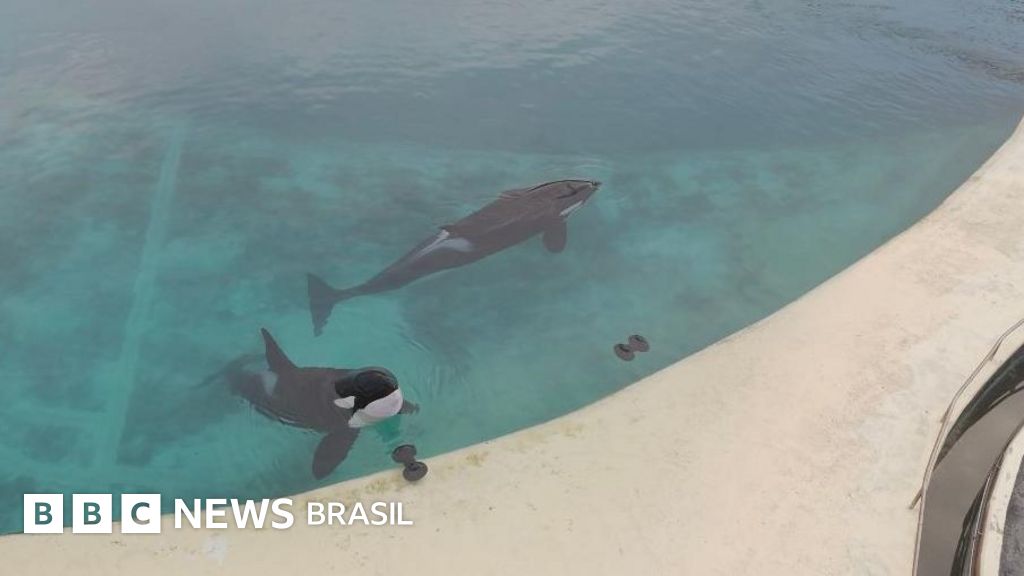 As orcas abandonadas em parque temático fechado na França