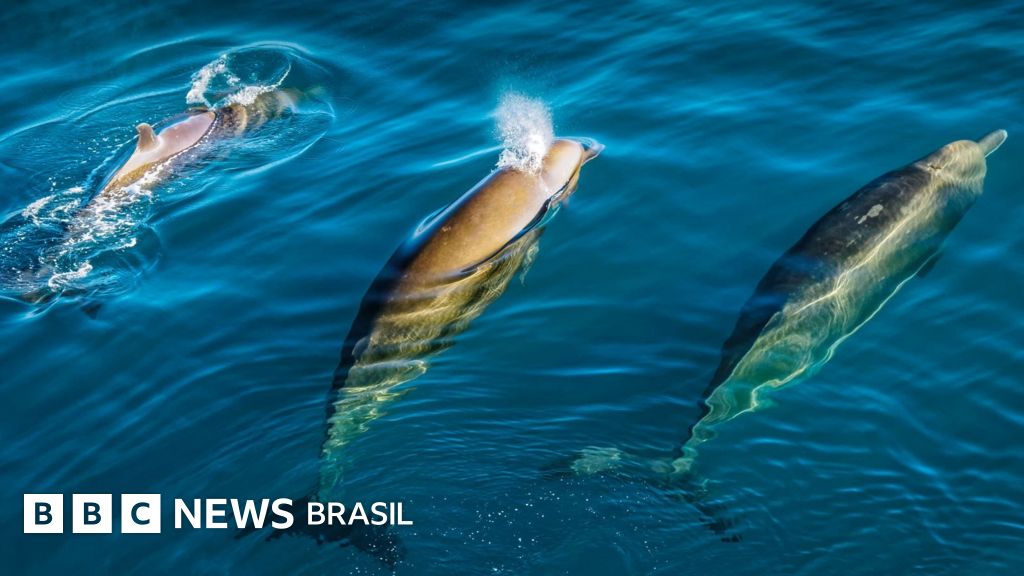 Como barulho humano alcança o fundo do mar e põe animais em risco: 'golfinhos gritando' e 'baleias encalhadas'