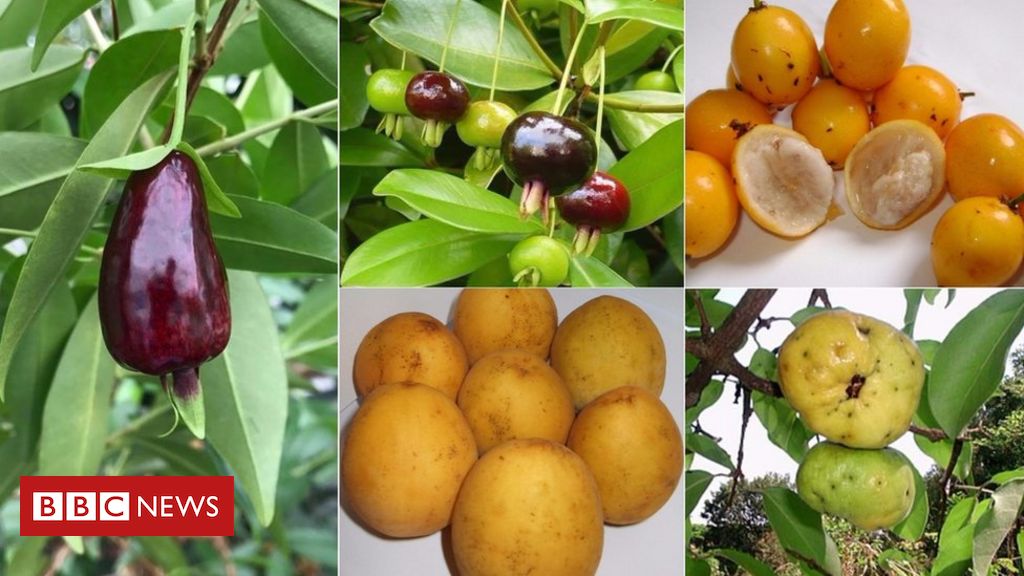 Conheça as frutas mais exóticas do mundo - BBC News Brasil