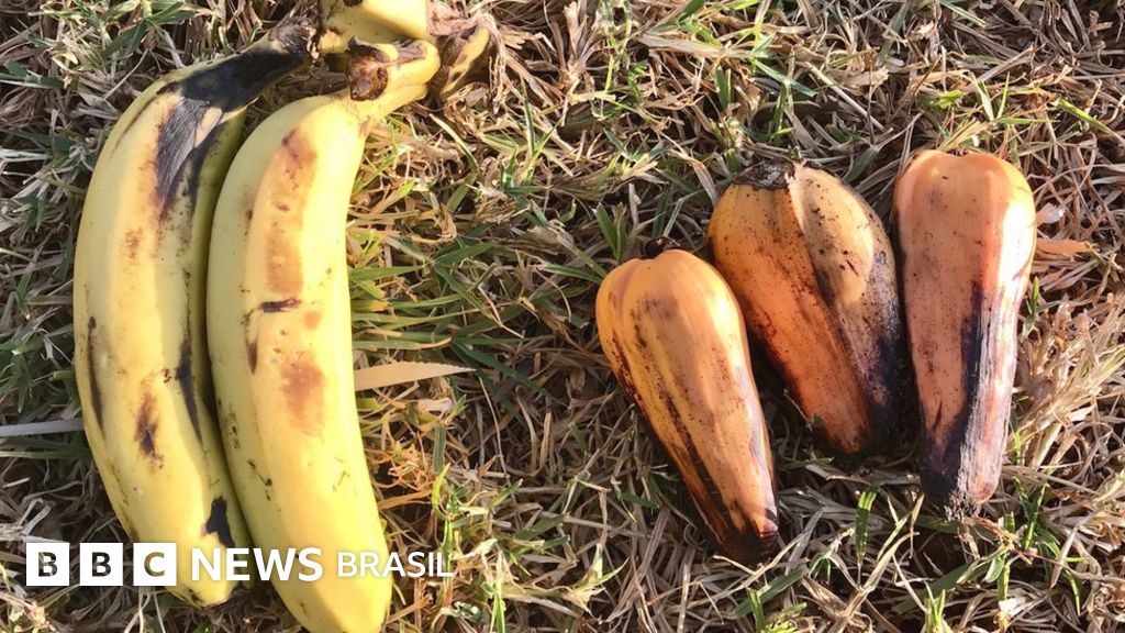 A ‘banana falsa’ que pode ser solução para alimentar milhões