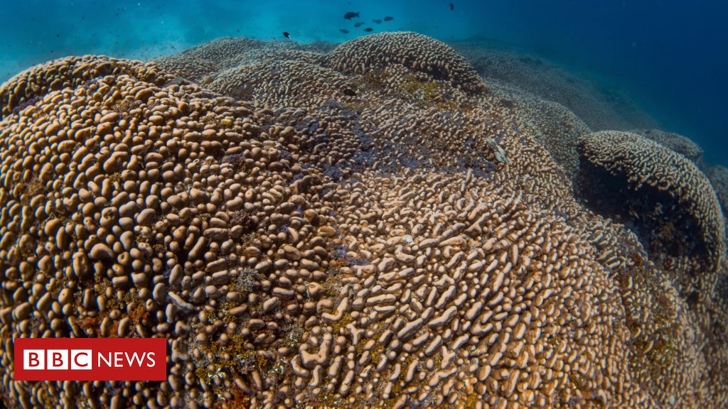 Maior do que baleia e mais de 300 anos de idade: como é o maior coral do mundo achado no Pacífico