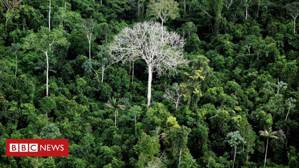 Brasil foi responsável por um terço da perda de florestas virgens no mundo em 2019, diz relatório