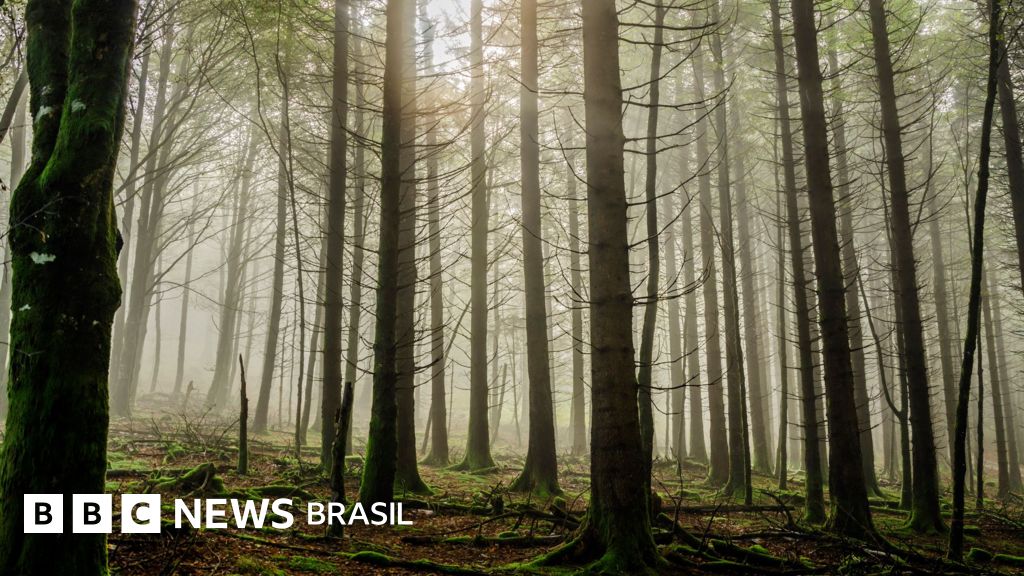 O garoto que passou 2 anos escondido na floresta para escapar dos nazistas