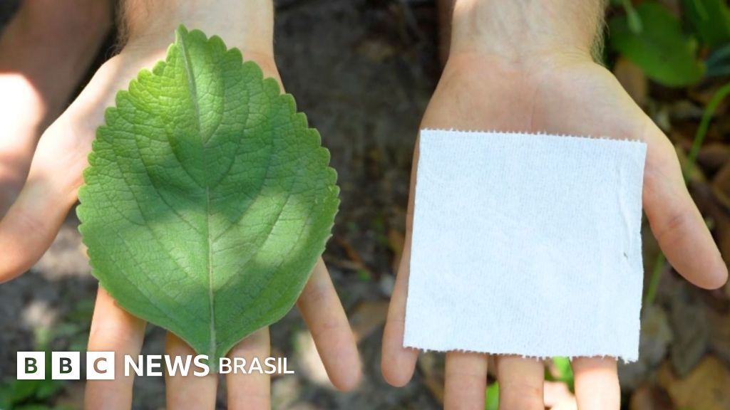 A planta usada como alternativa ao papel higiênico na África e nos EUA