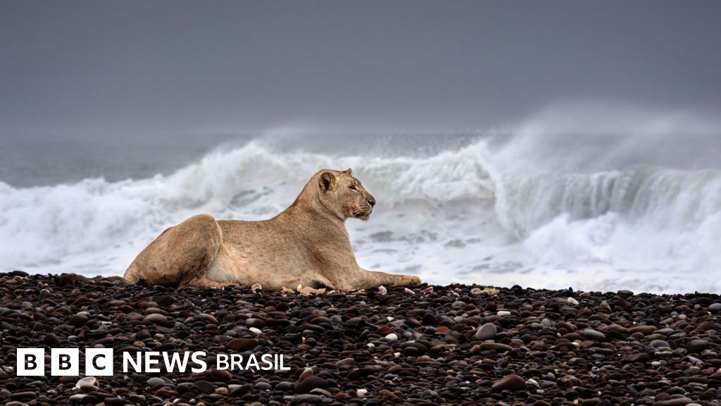 As incríveis imagens de leões que abandonaram deserto para caçar na praia