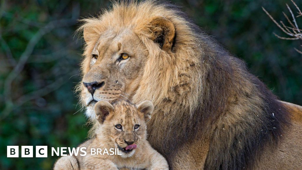 O que significa ser um bom pai, biologicamente falando?