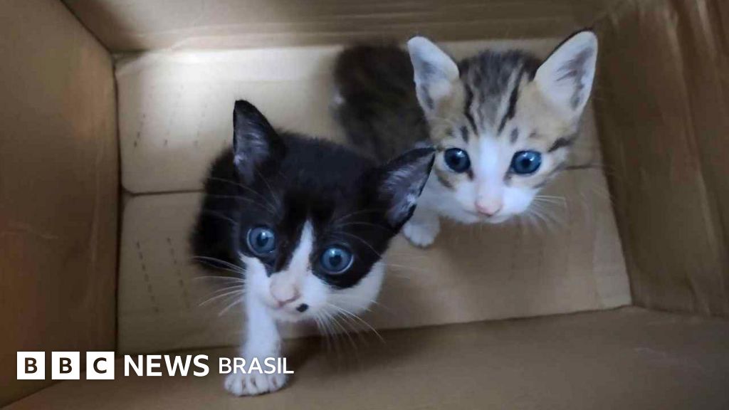 Os assustadores grupos online de tortura de gatos desvendados pela BBC