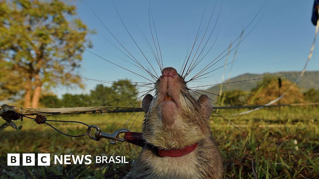 Os animais que realizam trabalhos que nem humanos ou robôs conseguem