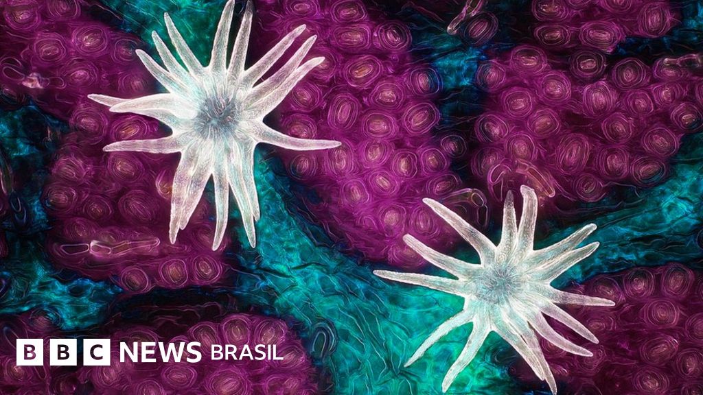 As intrigantes imagens microscópicas de concurso internacional