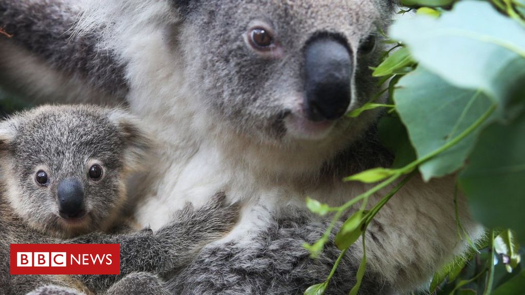 Coalas estão ameaçados de extinção, diz Austrália - BBC News Brasil
