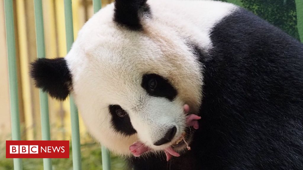 La naissance « exceptionnelle » de bébés pandas jumeaux dans un zoo en France