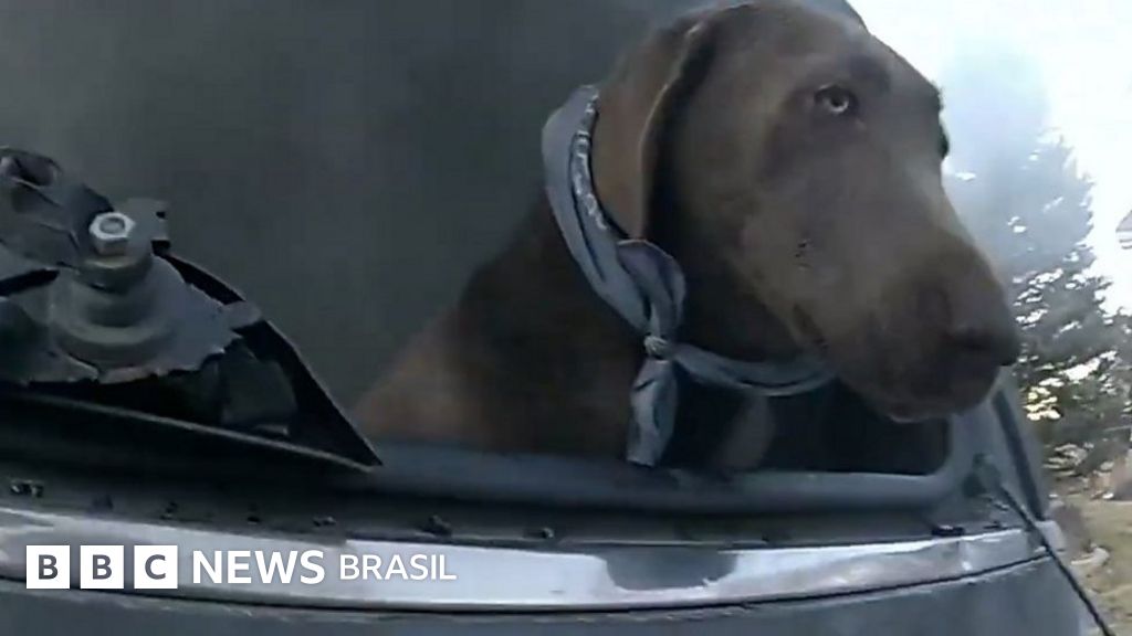 Policial resgata cão de carro em chamas nos EUA