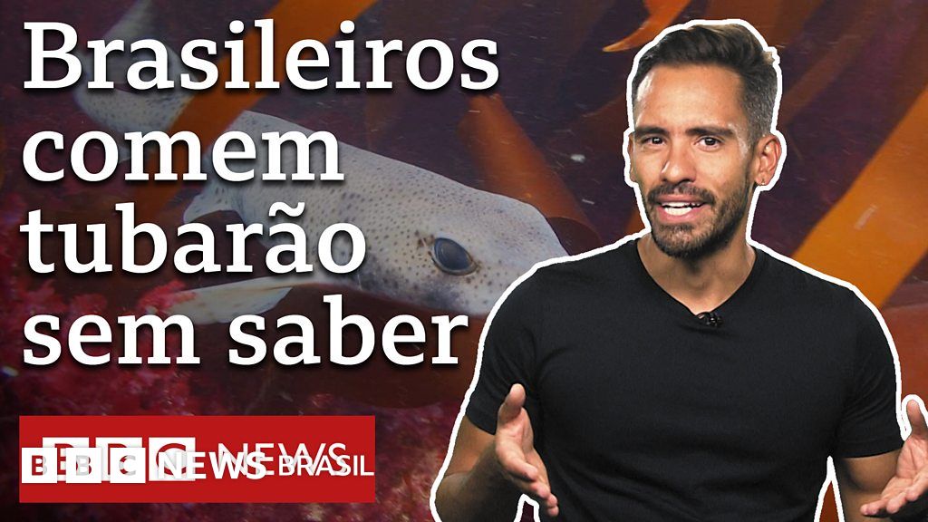 Como brasileiros comem tubarão sem saber e ameaçam espécie