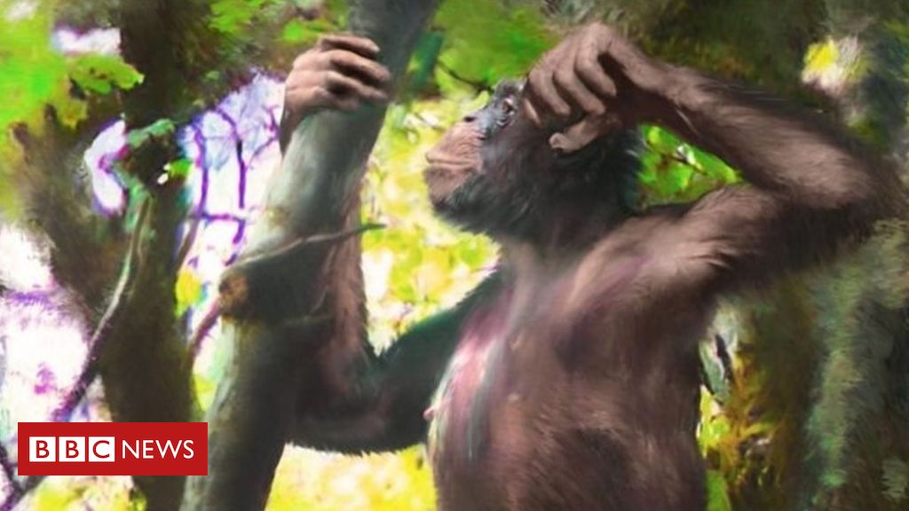 Movimento do corpo de chimpanzés pode mostrar origem da dança humana -  Olhar Digital