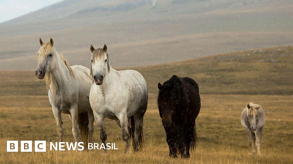 O país europeu onde cavalos correm livres