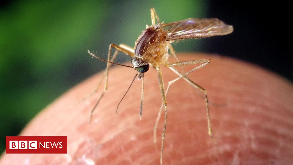 O vírus transmitido por mosquitos que se espalha pelos EUA e pela Europa sem cura ou vacina