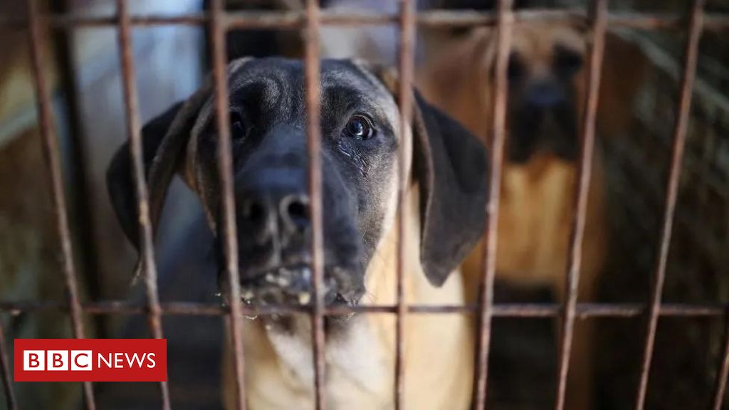 Por que a Coreia do Sul está proibindo tradicional comércio de carne de cachorro