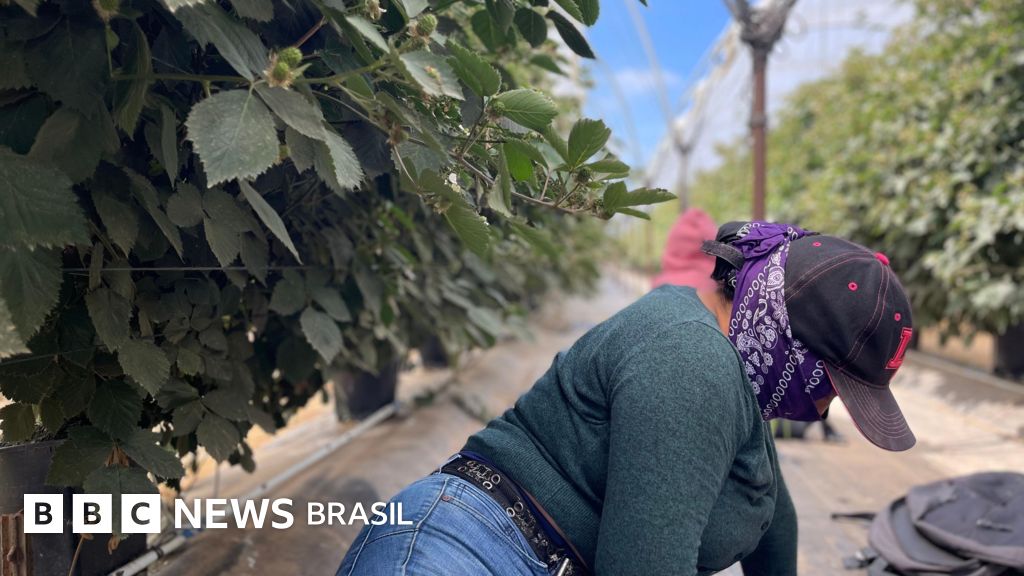 O medo dos imigrantes que se escondem de batidas de Trump na 'capital mundial do morango'
