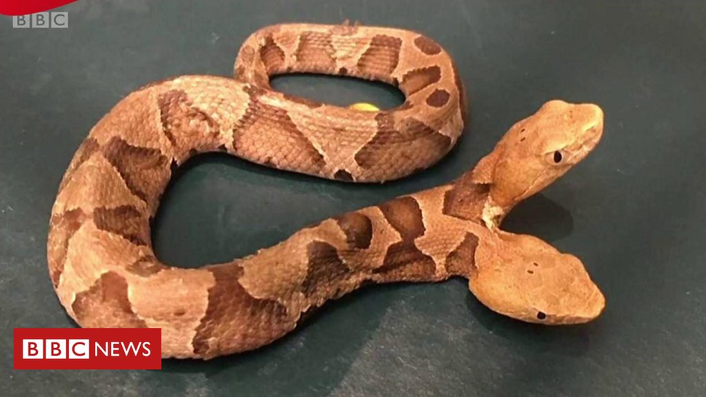 Serpente de duas cabeças contraria expectativa de morte iminente