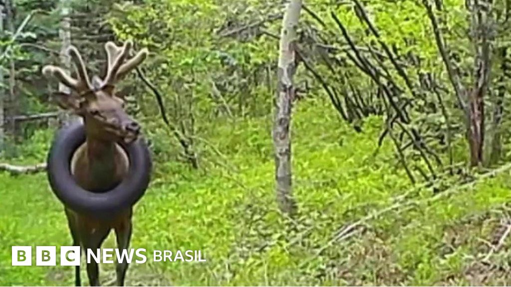 Cervo passa dois anos com pneu preso no pescoço nos EUA