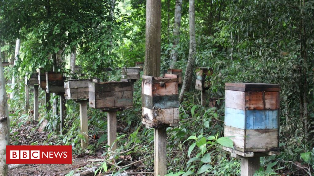 Avanço da soja cria 'cemitério de colmeias' no interior do Pará