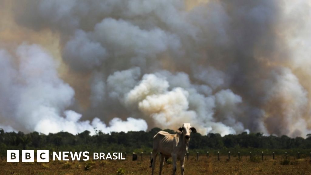 Brasil Cortou 93 Da Verba Para Pesquisa Em Mudanças Climáticas Bbc
