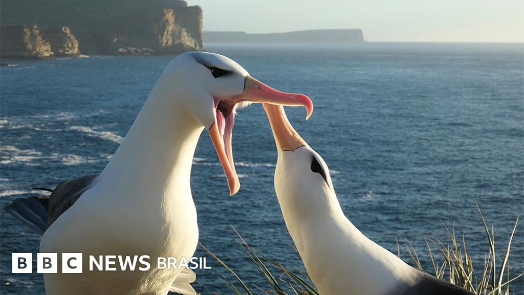Mudanças climáticas podem estar levando a mais ‘divórcios’ dos albatrozes, diz estudo