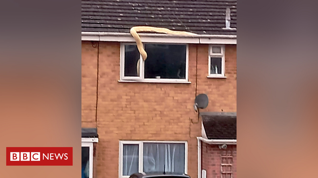 A 5-meter-high snake caught “invading” a house through a window in the UK
