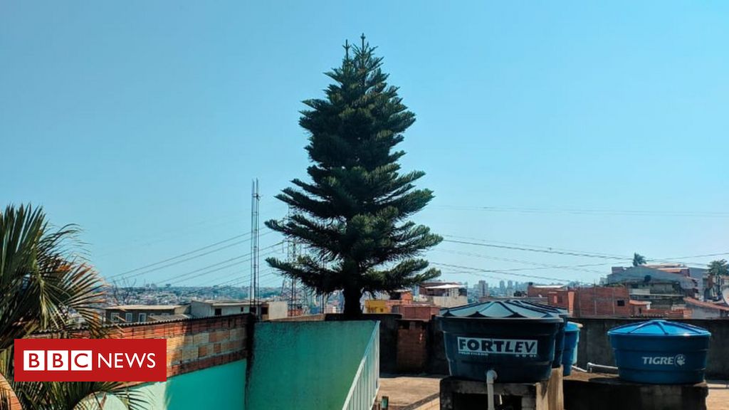 A árvore de Natal plantada há 37 anos que atravessa 4 andares de casa de  família em São Paulo - BBC News Brasil