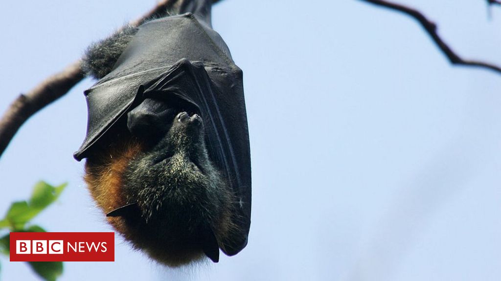 Cura Para Covid Cientistas Buscam Respostas No Genoma De Morcegos