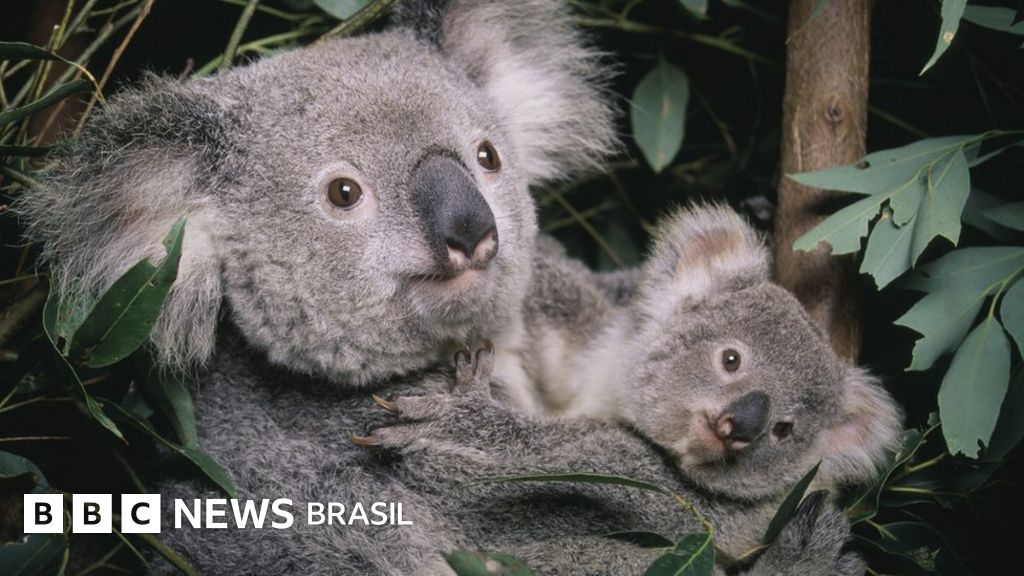 Coalas estão ameaçados de extinção, diz Austrália