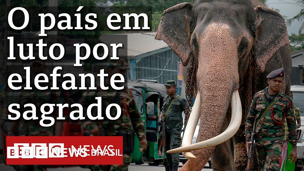 Morre Raja, um dos elefantes mais famosos da Ásia