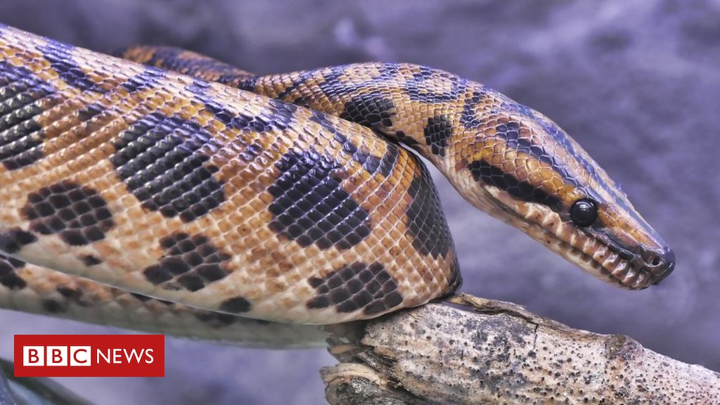 A desconhecida e ameaçada 'Galápagos' da Europa - BBC News Brasil