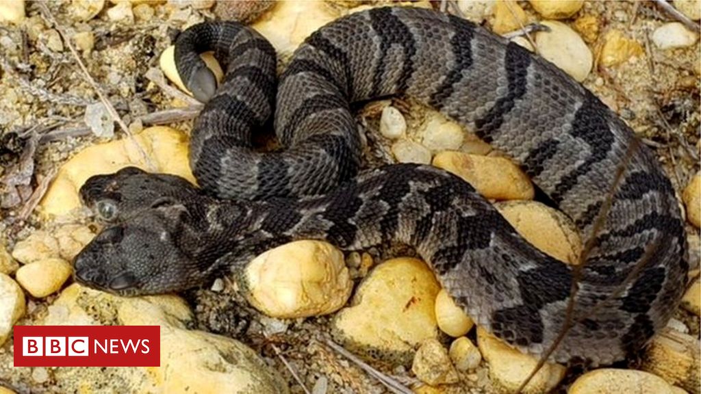 Cobra de duas cabeças volta ser exibida em zoológico no Texas, nos EUA, Mundo