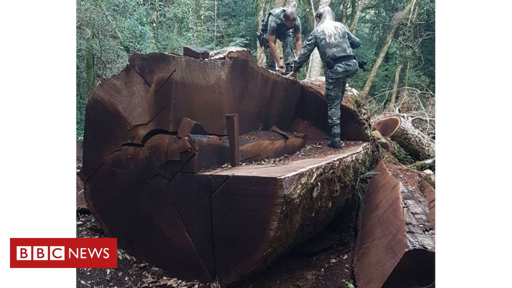 Árvore gigante rara de 535 anos foi derrubada em Santa Catarina para virar cerca