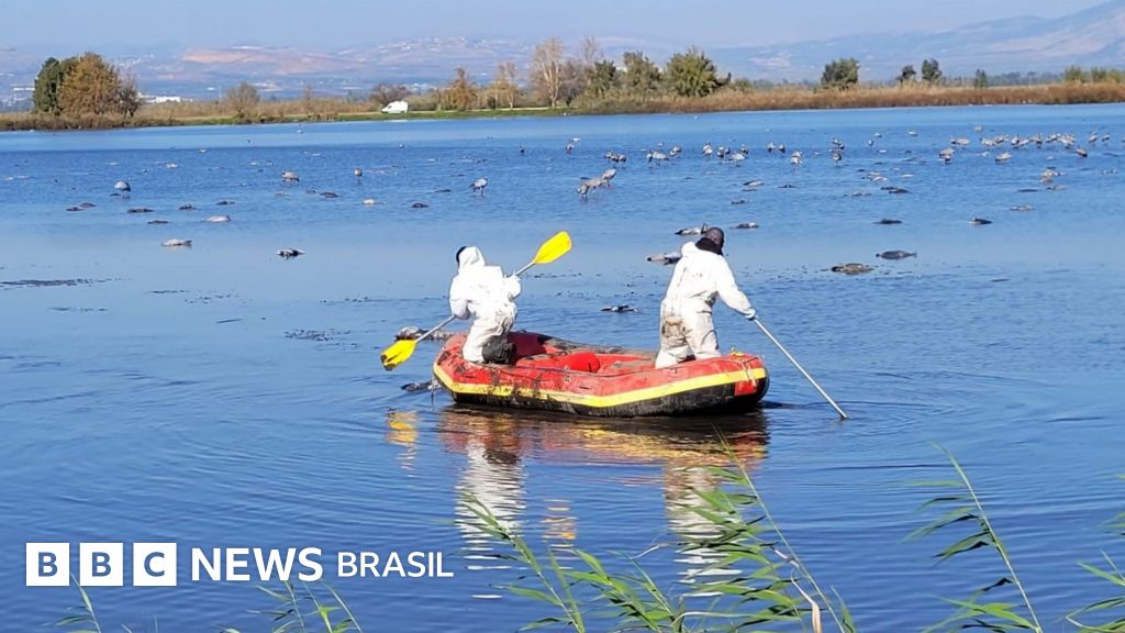 Gripe aviária: ameaça de nova epidemia faz Israel sacrificar centenas de milhares de aves