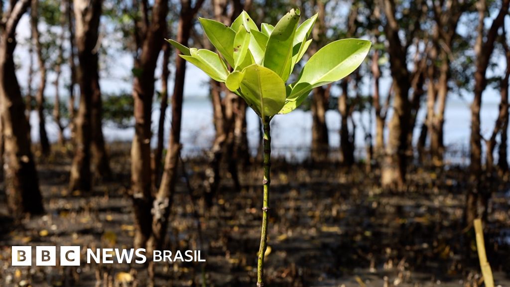 As florestas-fantasma usadas por empresas em advertising and marketing ambiental enganoso