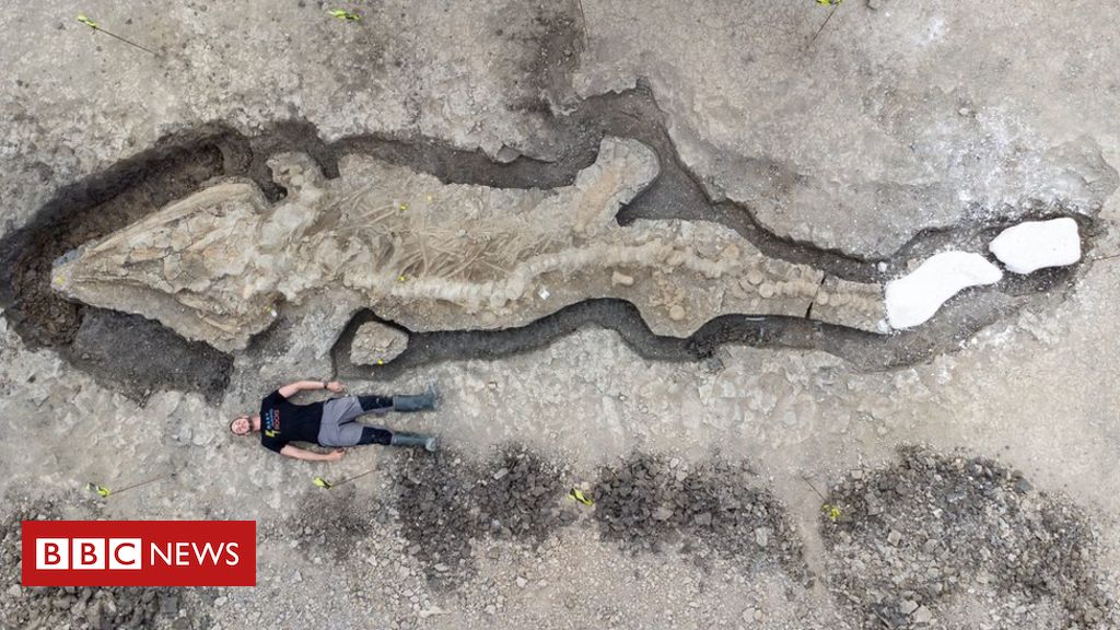 Real? Fóssil de dragão de 9 metros é encontrado em deserto na África -  Fotos - R7 Hora 7