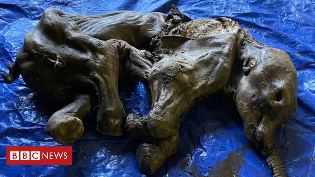 Frozen baby mammoth found in Canada
