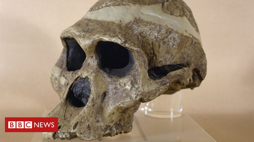 Fóssil de mulher das cavernas indica ancestral do homem 1 milhão de anos mais velho do que se pensava