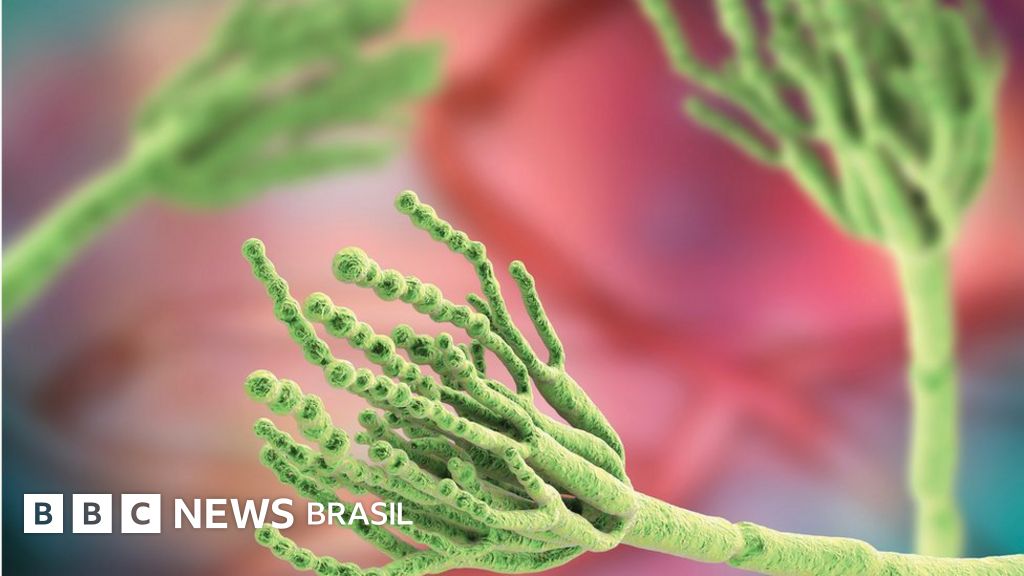 10 fatos fascinantes sobre a vida secreta dos fungos