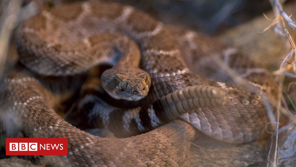 G1 > Ciência e Saúde - NOTÍCIAS - Cobra de duas cabeças morre nos EUA