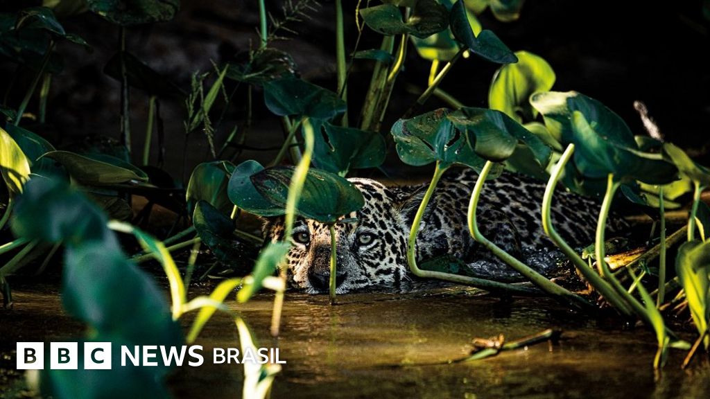 Pantanal: Fotógrafo registra regeneração um ano após incêndios históricos
